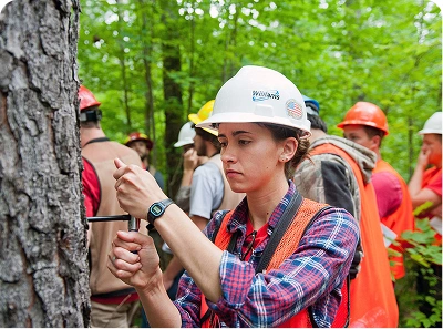 Forestry