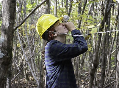 Forestry