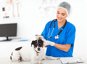 Bachelor of Veterinary Science