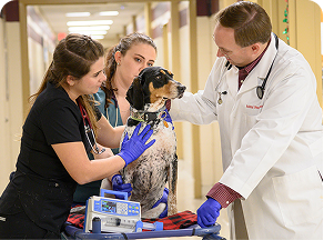 Master of Veterinary Science