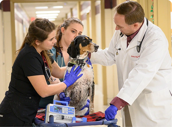 Master of Veterinary Science